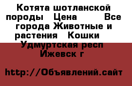 Котята шотланской породы › Цена ­ 40 - Все города Животные и растения » Кошки   . Удмуртская респ.,Ижевск г.